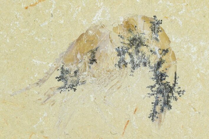 Cretaceous Fossil Shrimp - Lebanon #123927
